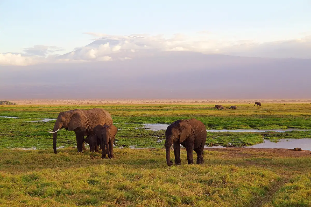7-Day Kilimanjaro Climbing Expedition via the Lemosho Route